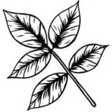 Flower 5